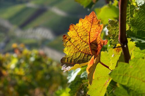 Nahaufnahme eines herbstlich gefärbten Weinblattes in der Sonne vor einem Weinberg | Sabine Verheyen